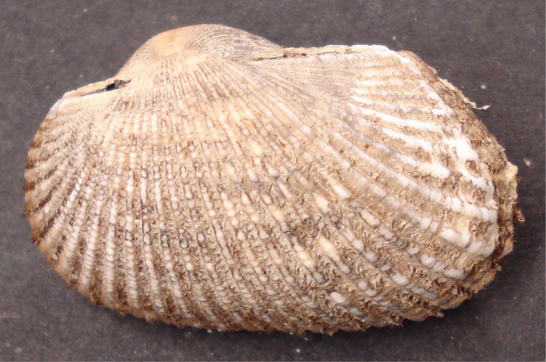 Anadara corbuloides